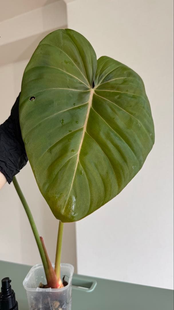 株の高さ50cm安心の大株‼︎Philodendron Pink Glory
