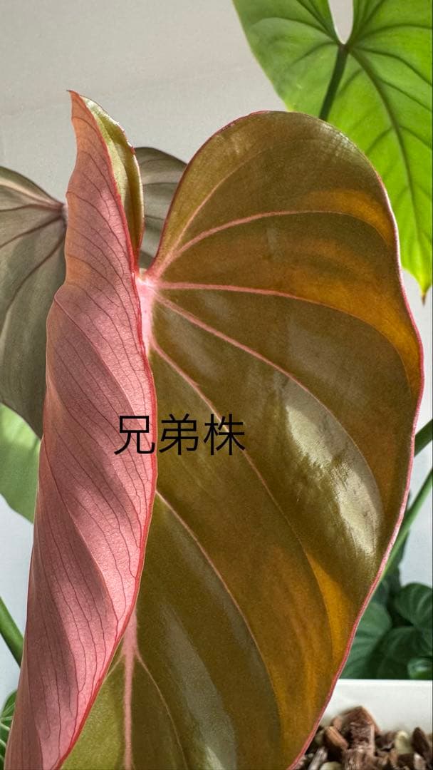 株の高さ50cm安心の大株‼︎Philodendron Pink Glory