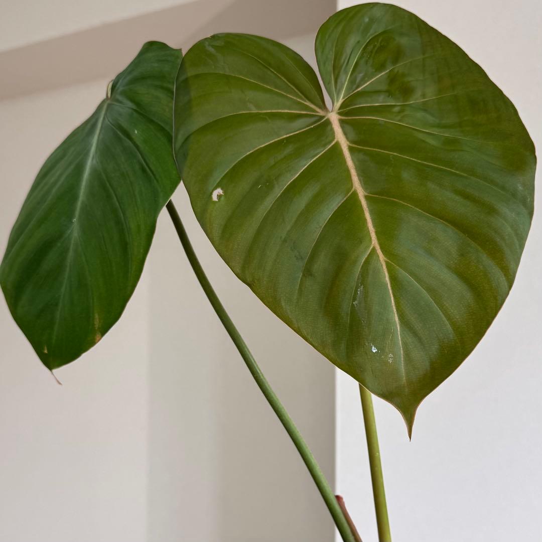 株の高さ50cm安心の大株‼︎Philodendron Pink Glory
