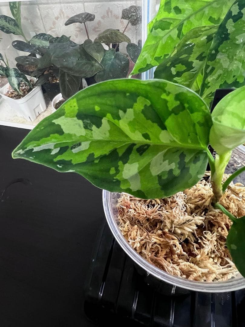 O*L様 Aglaonema pictum アンダマン諸島 ポートブレア北部地域
