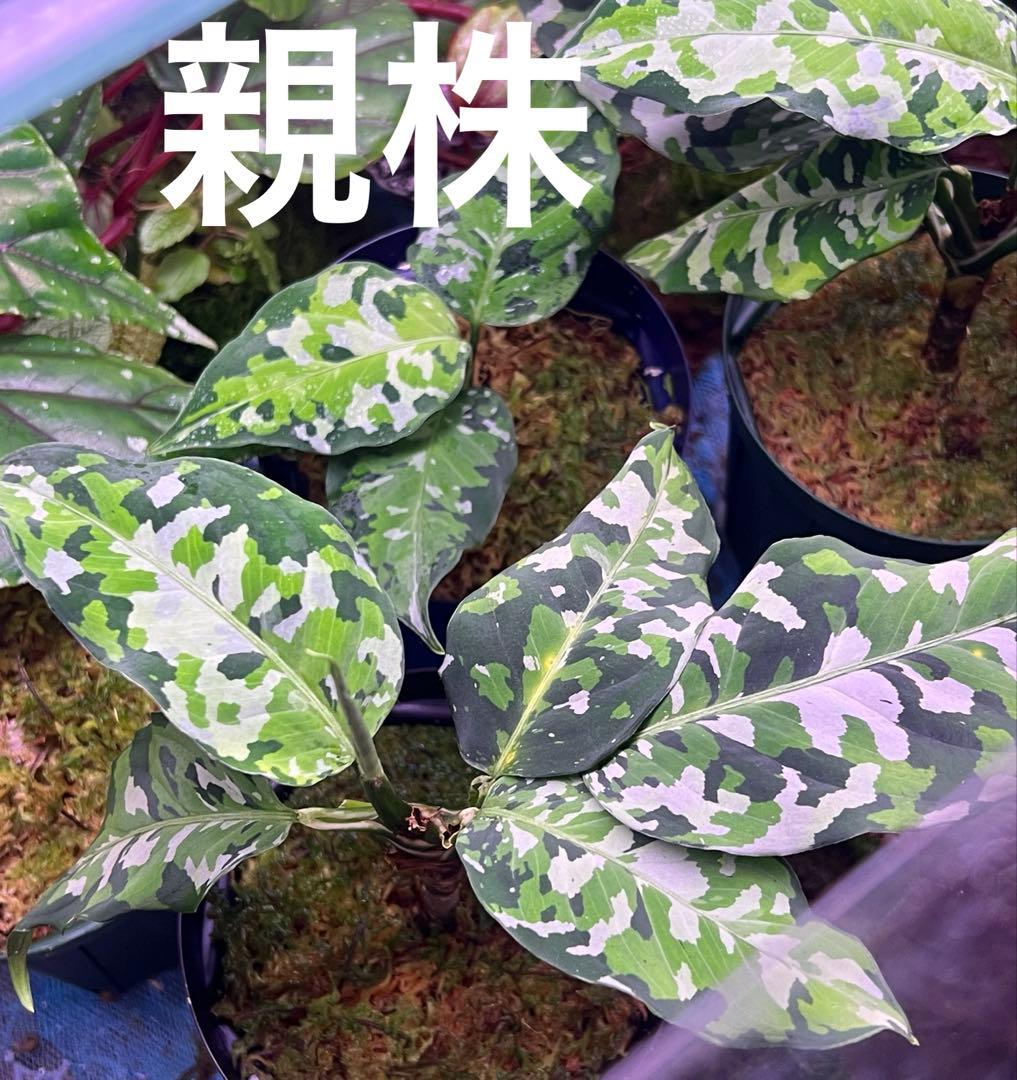 O*L様 Aglaonema pictum アンダマン諸島 ポートブレア北部地域