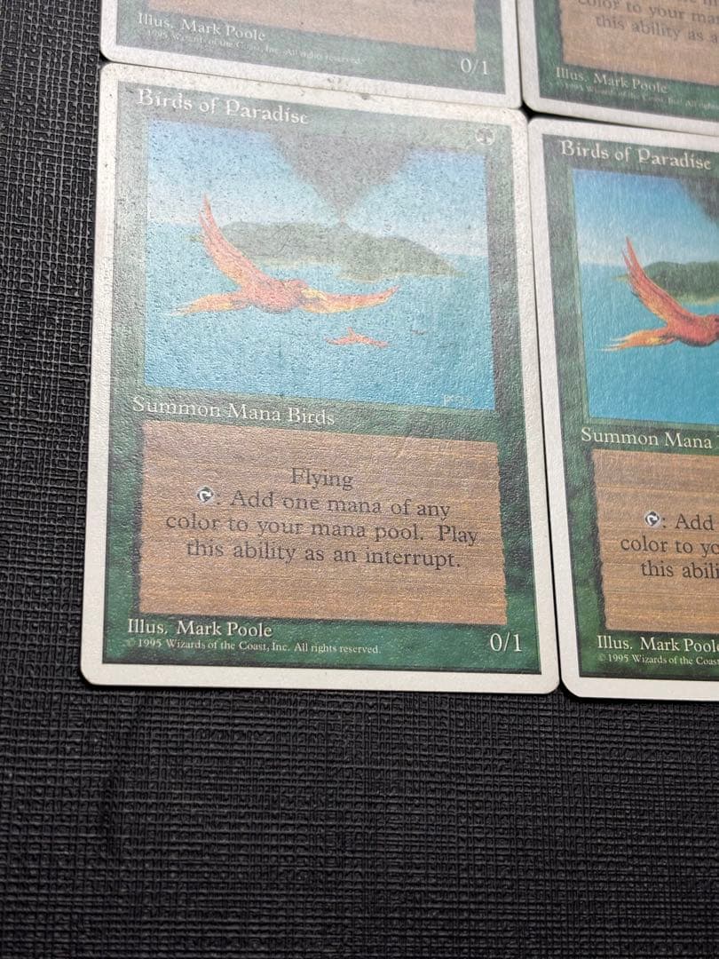 極楽鳥/Birds of Paradise