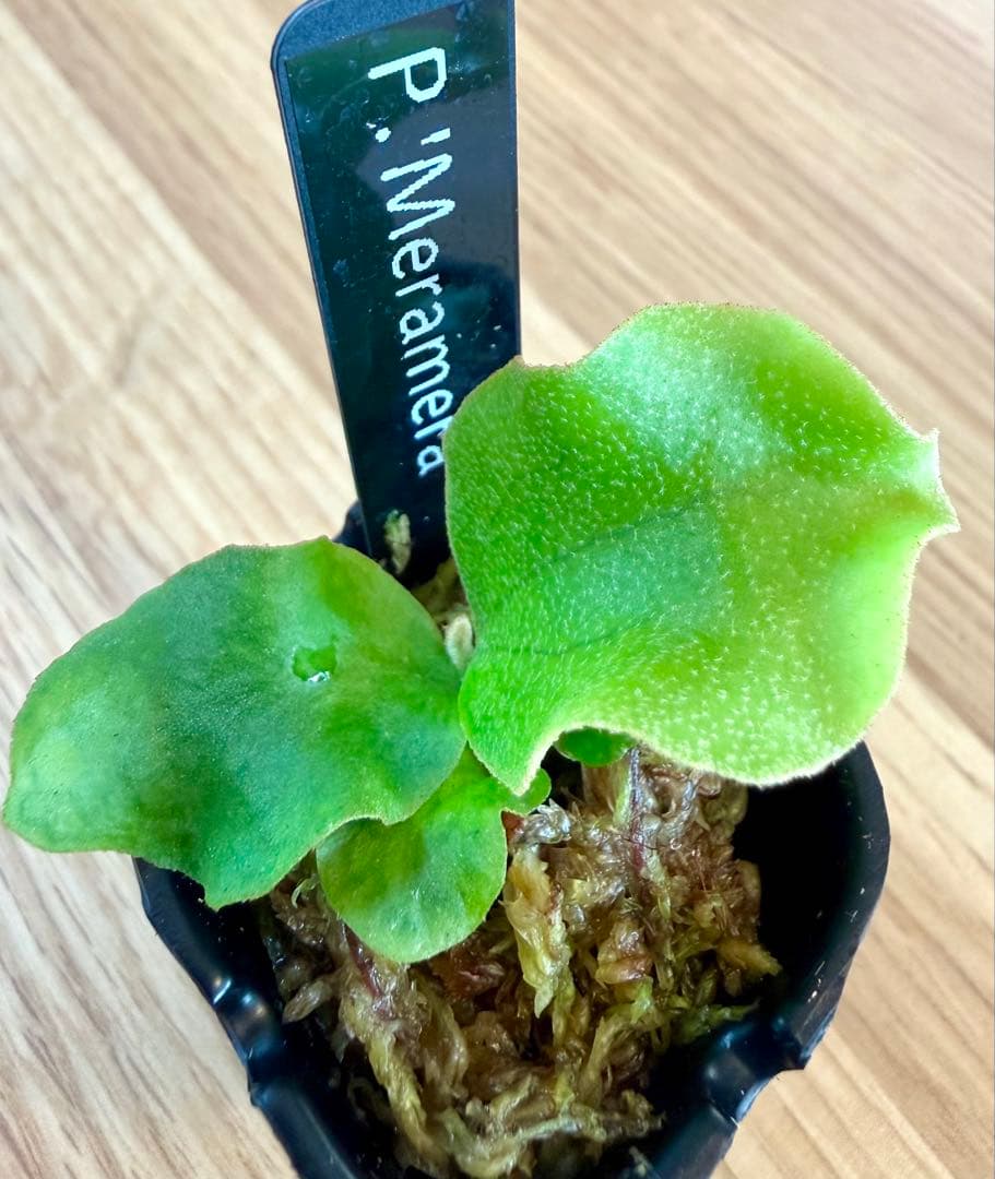 ビカクシダ　セット　マダガスカリエンセ　リドレイ　メラメラなど