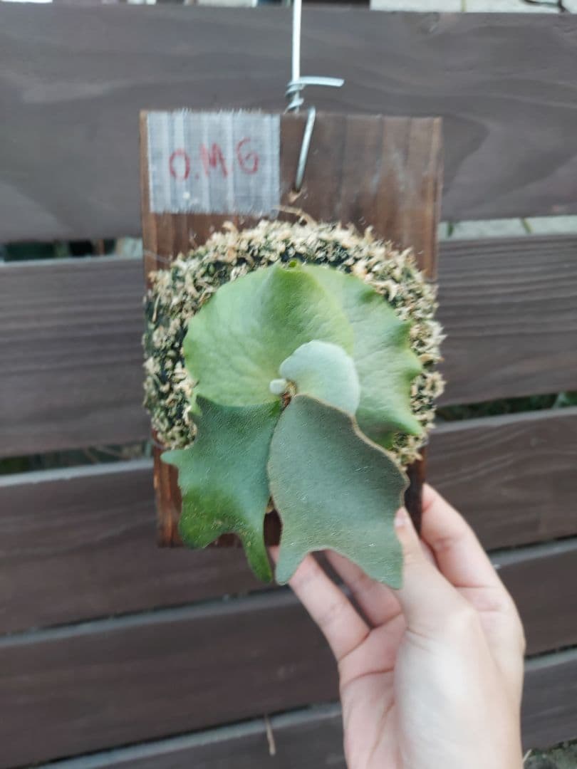 willinckii dwarf OMG　胞子培養　ビカクシダ　コウモリラン