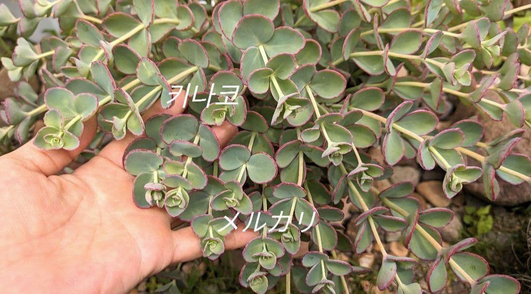 越中ミセバヤ カット苗 多肉植物