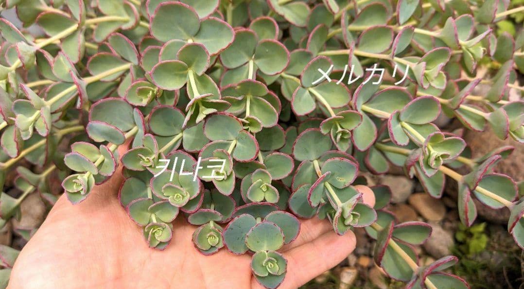 越中ミセバヤ カット苗 多肉植物