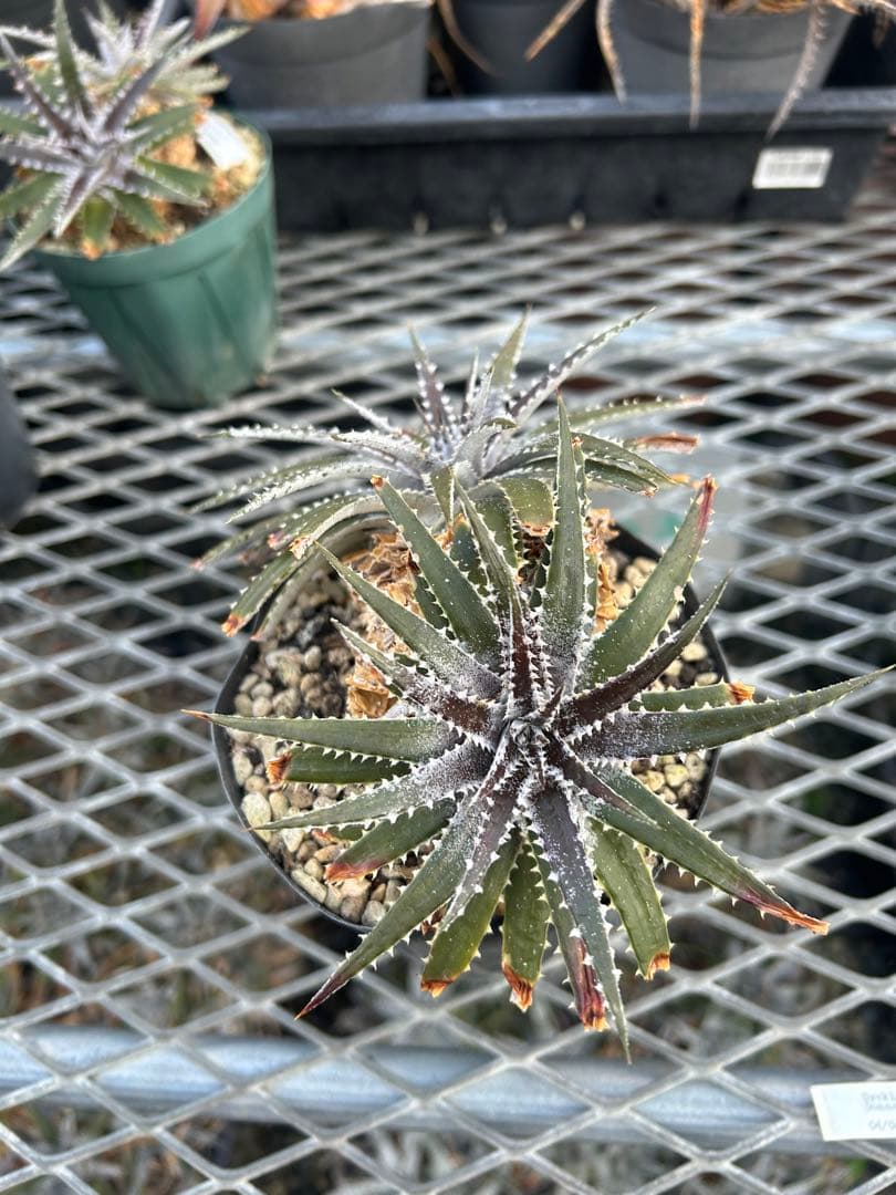 DBディッキア Dyckia Bill Baker hybrid #135