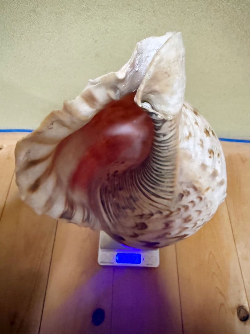 大型38㎝修験道法螺貝 山伏 ほら貝　ホラガイ