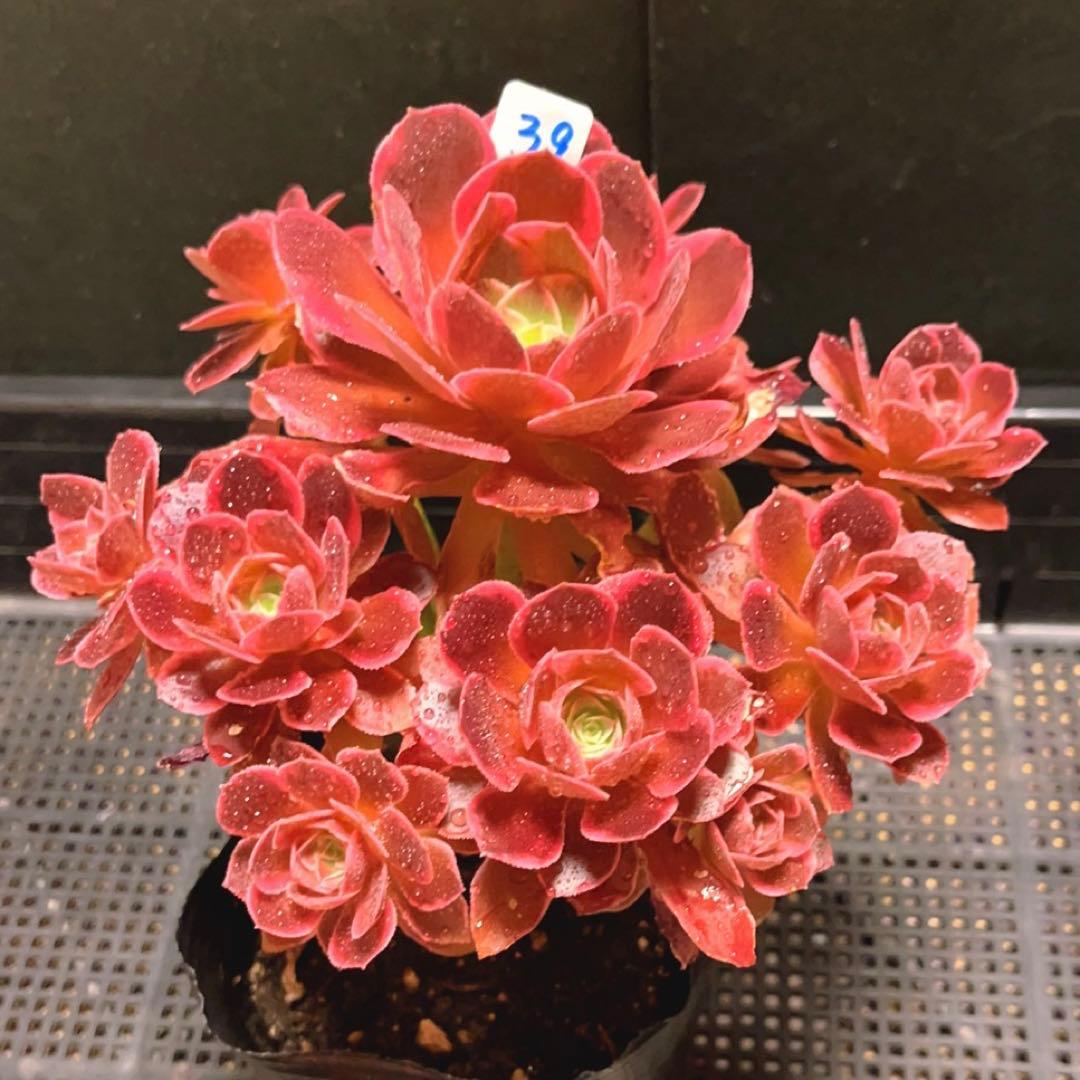 39#多肉植物❤️アエオニウム錦❤️浣纱❤️11頭20cm 拨き苗