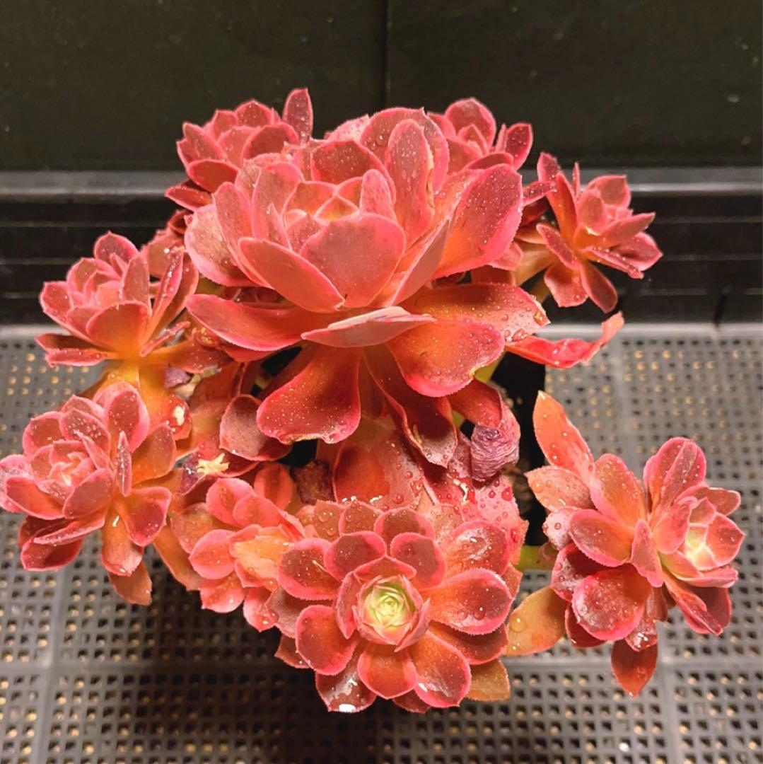 39#多肉植物❤️アエオニウム錦❤️浣纱❤️11頭20cm 拨き苗