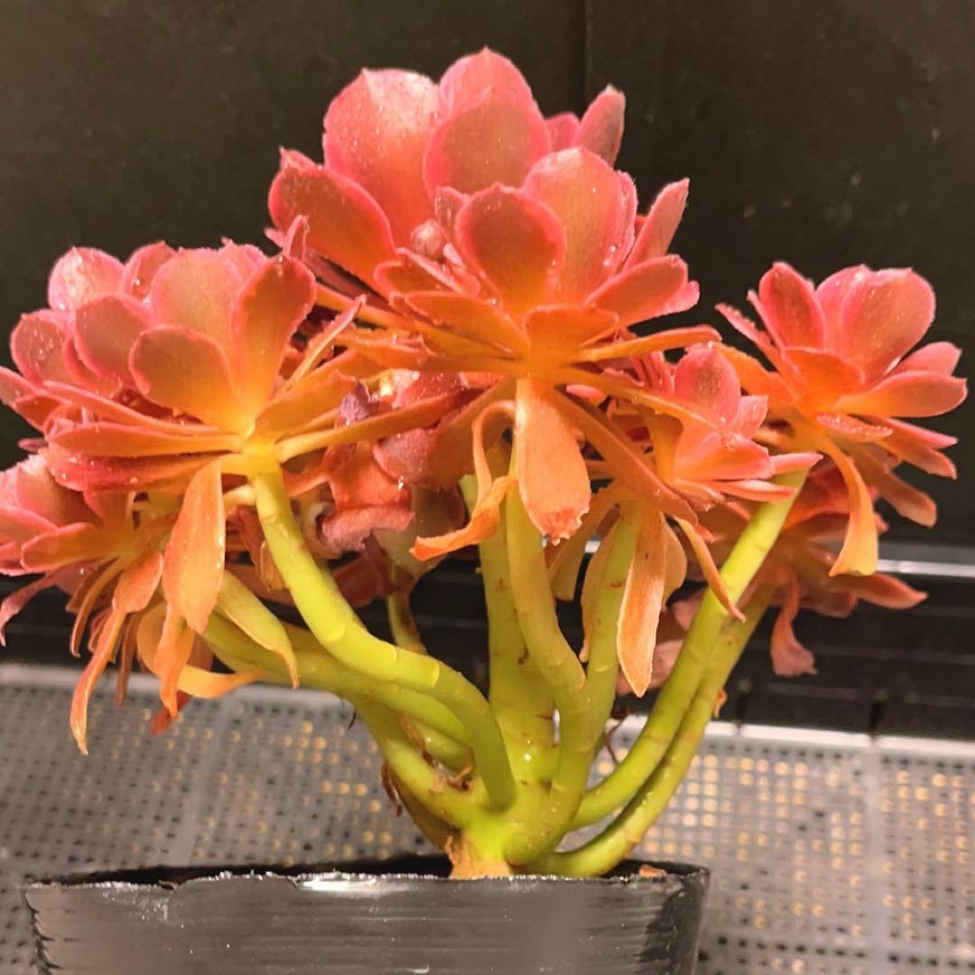 39#多肉植物❤️アエオニウム錦❤️浣纱❤️11頭20cm 拨き苗