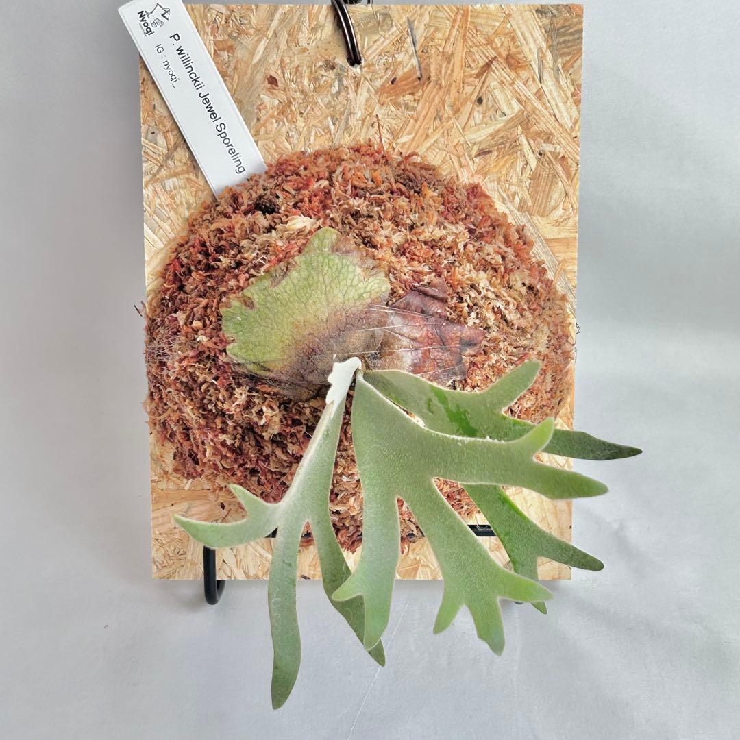 P. willinckii Jewel Sporeling【V06】