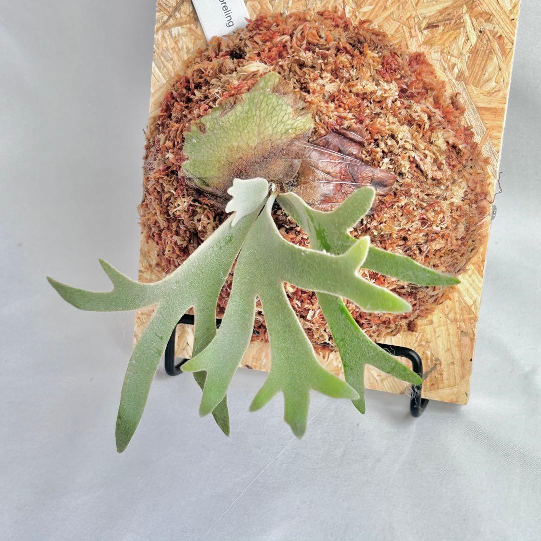 P. willinckii Jewel Sporeling【V06】