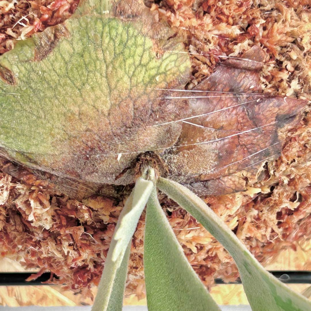 P. willinckii Jewel Sporeling【V06】