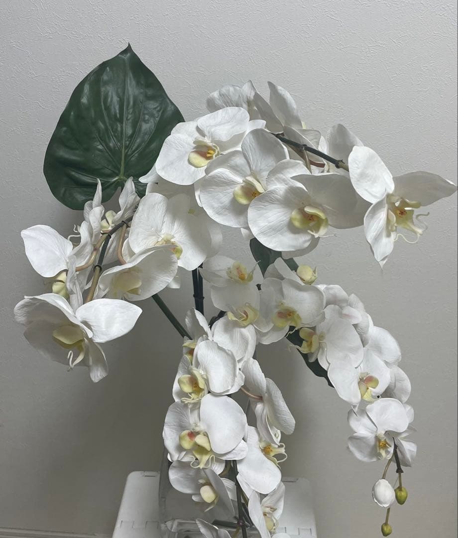 Bエミリオロバ ファレノプシス2L 胡蝶蘭 花 白フラワーアレンジメント