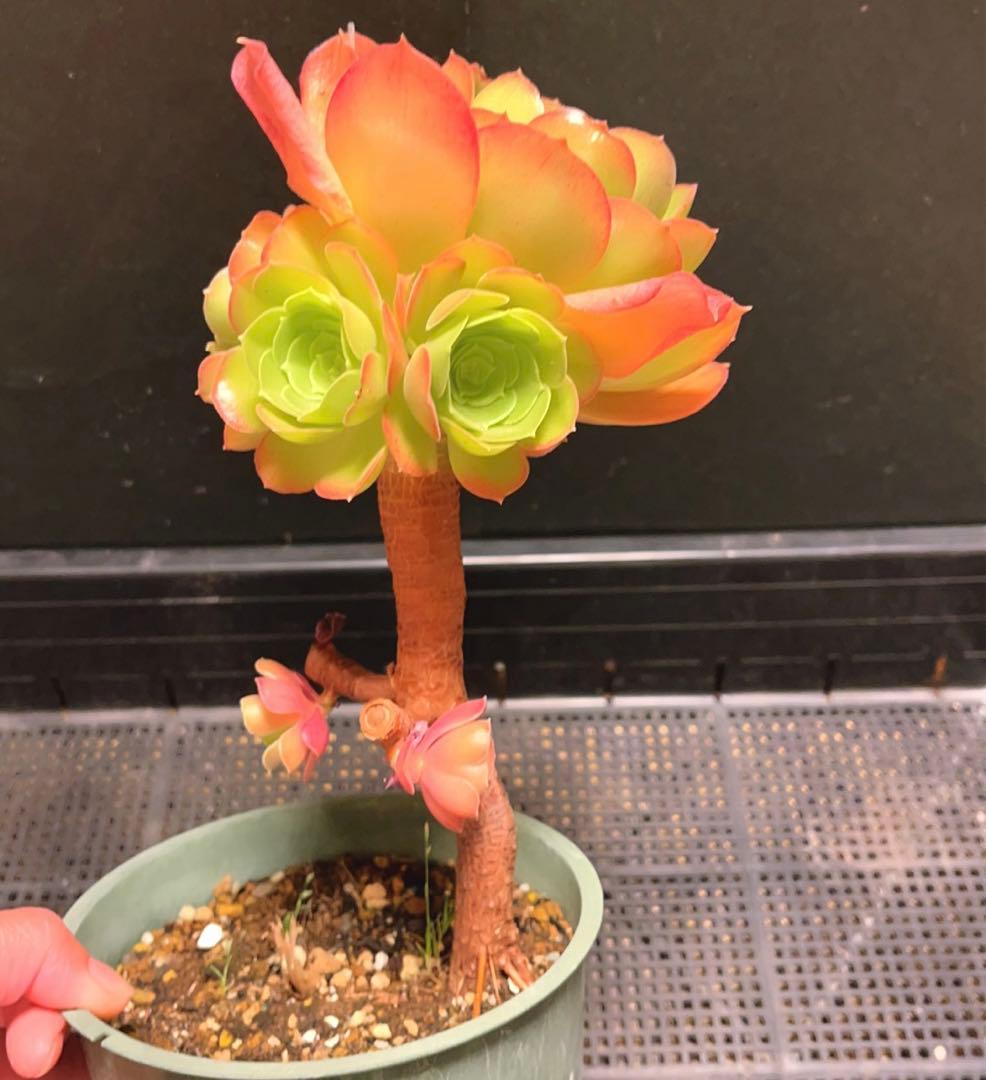 23#多肉植物アエオニウム❤️ サラダボール❤️1大頭4小頭12cm拔き苗