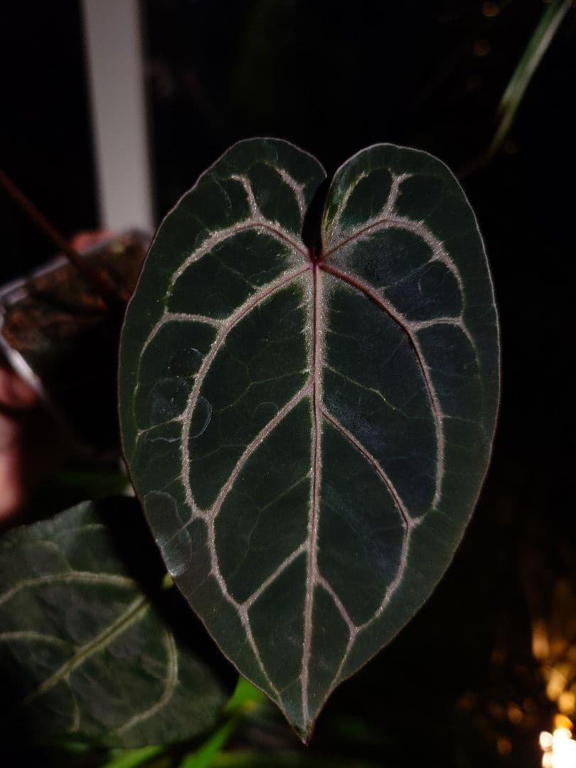 Anthurium Red Crystallinum 実生株