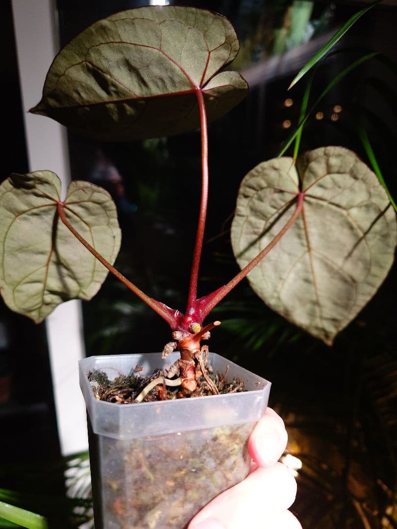 Anthurium Red Crystallinum 実生株