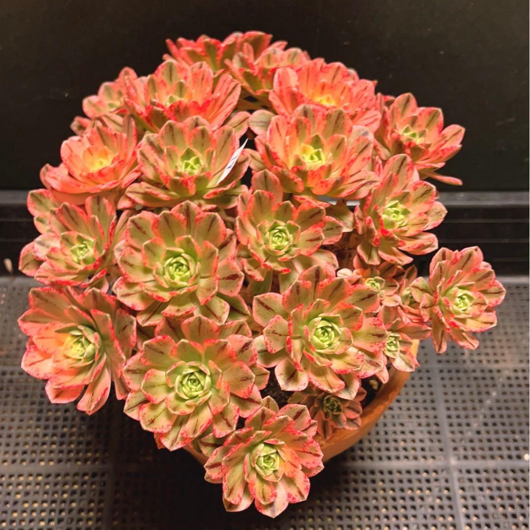 19#多肉植物アエオニウム錦❤️ブロンズメダル錦❤️23頭25cm 拔き苗