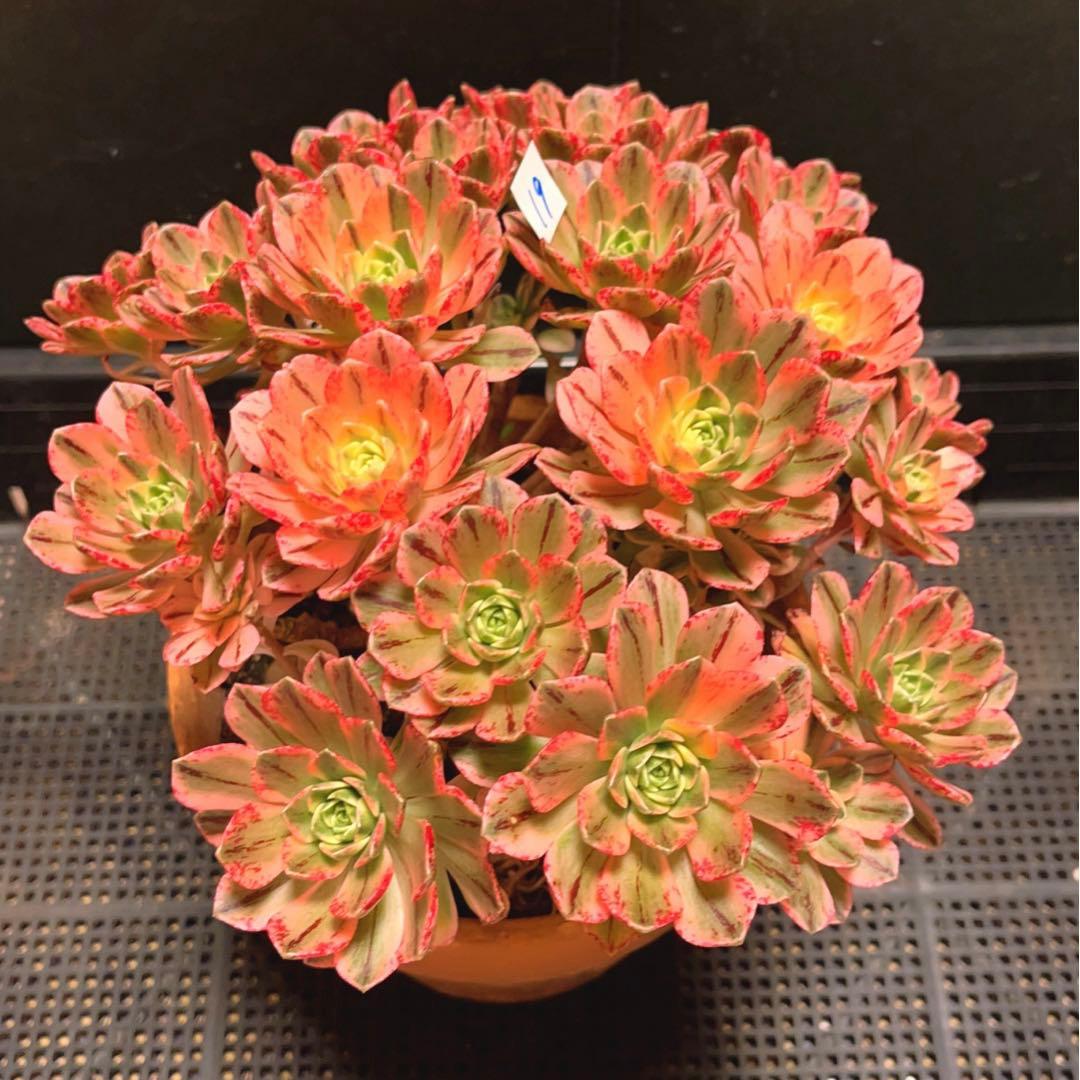 19#多肉植物アエオニウム錦❤️ブロンズメダル錦❤️23頭25cm 拔き苗
