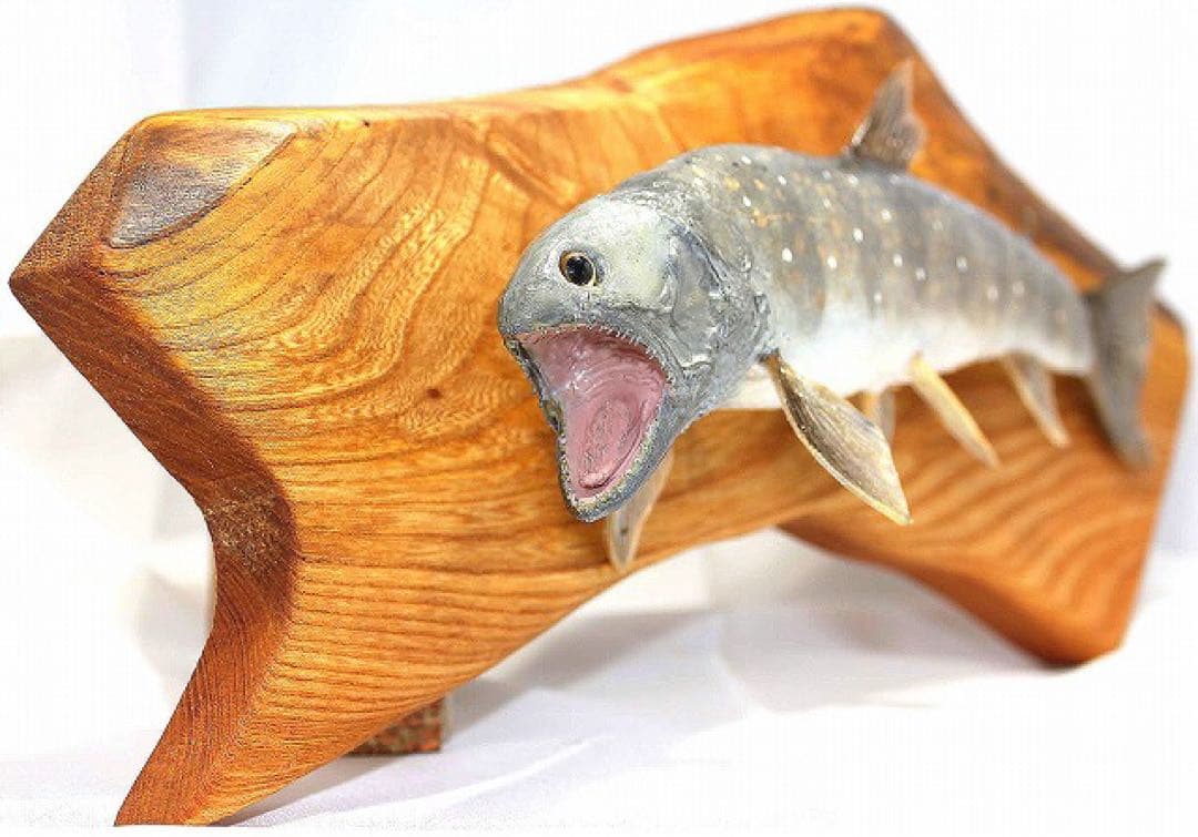 インテリア　渓流魚　岩魚　剥製