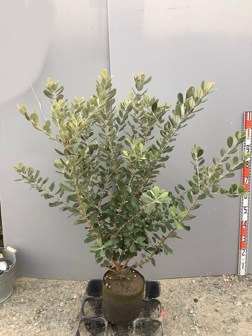 8-2果樹【フェイジョア】樹高約108cm【送料込み】