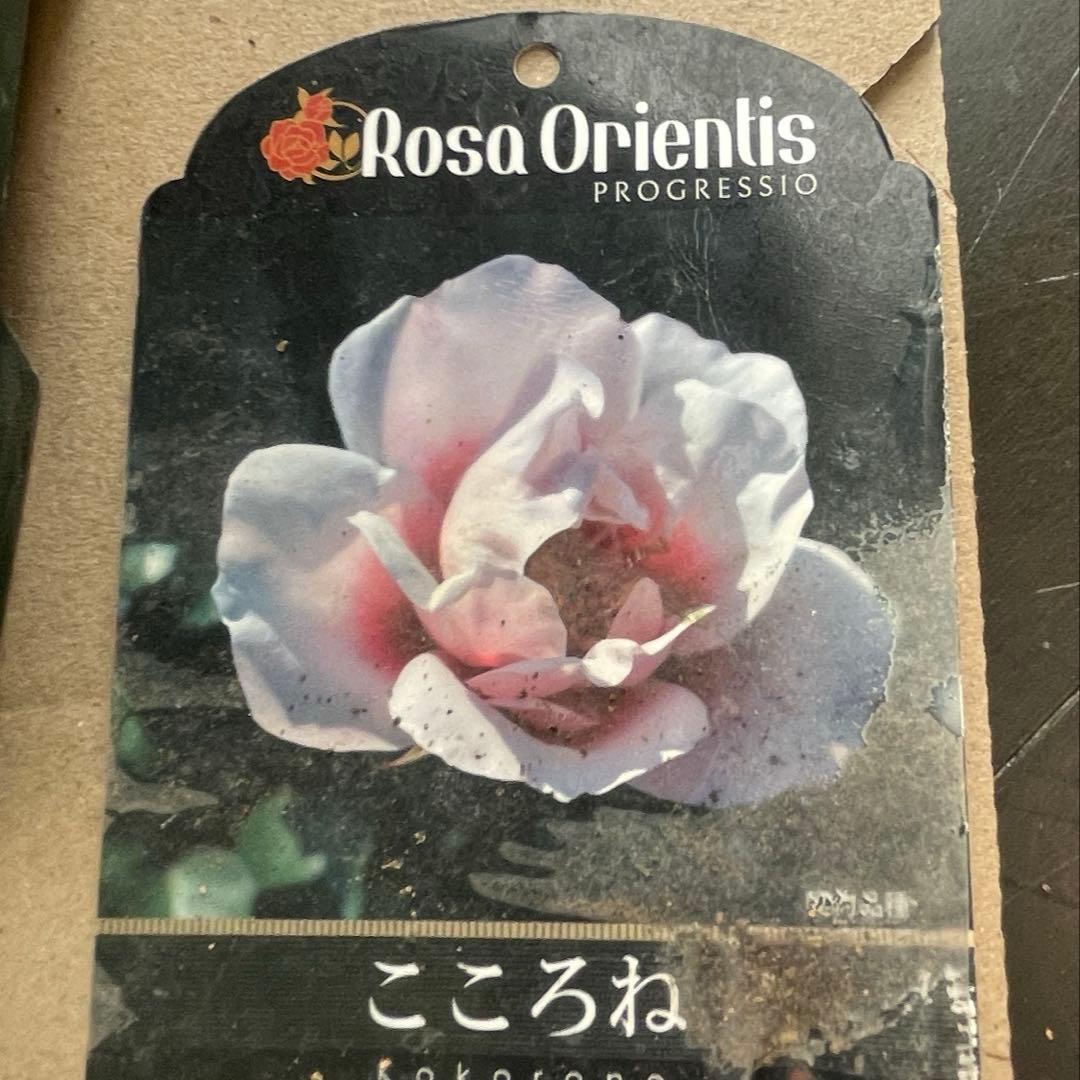 ロサオリエンティス　大苗 バラ苗　9号鉢　初心者向