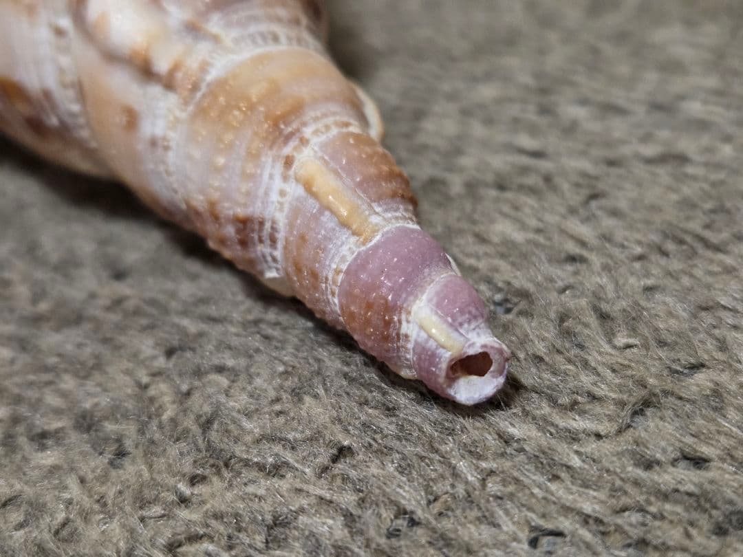 法螺貝＊ほら貝＊ホラ貝　36cm