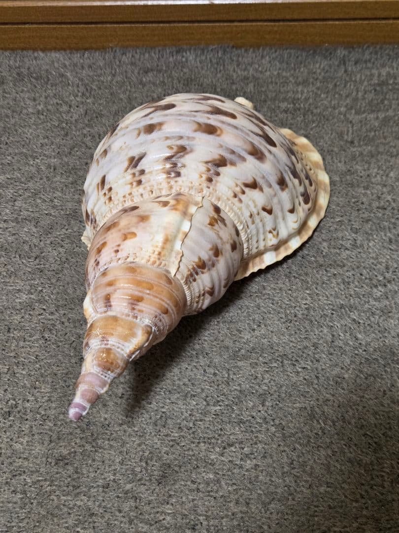 法螺貝＊ほら貝＊ホラ貝　36cm