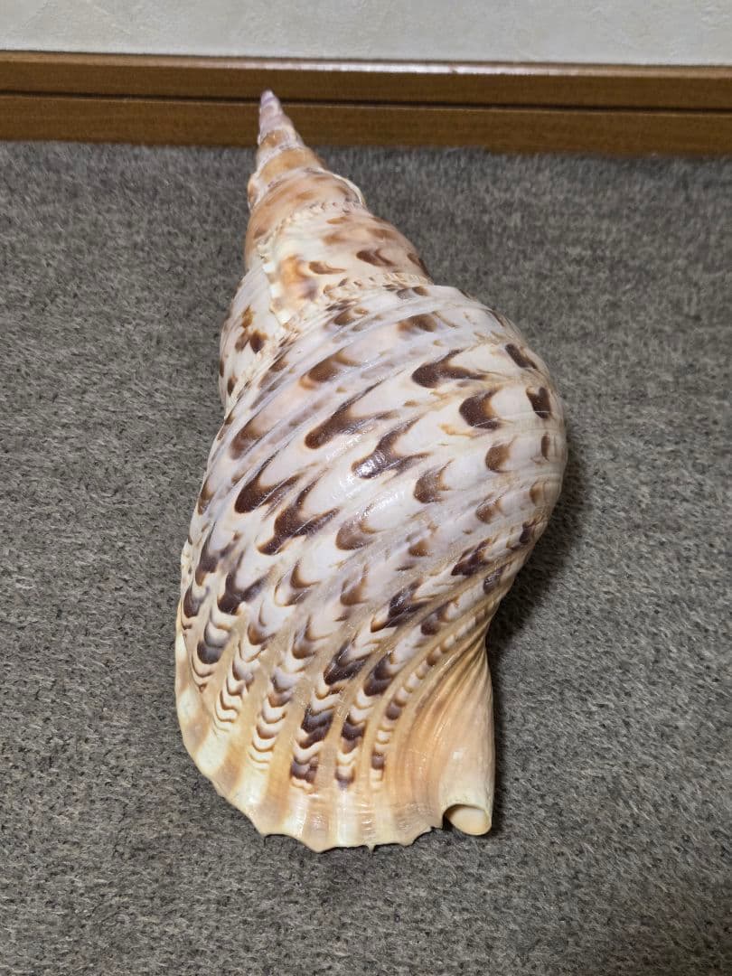 法螺貝＊ほら貝＊ホラ貝　36cm
