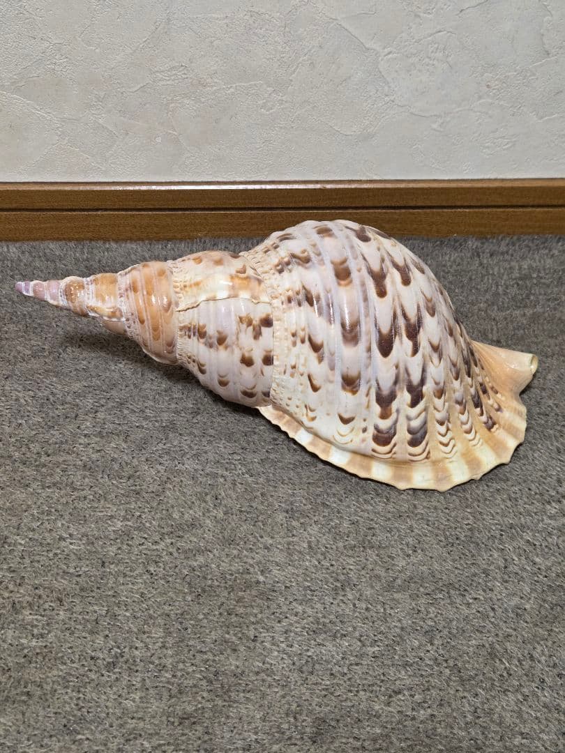 法螺貝＊ほら貝＊ホラ貝　36cm