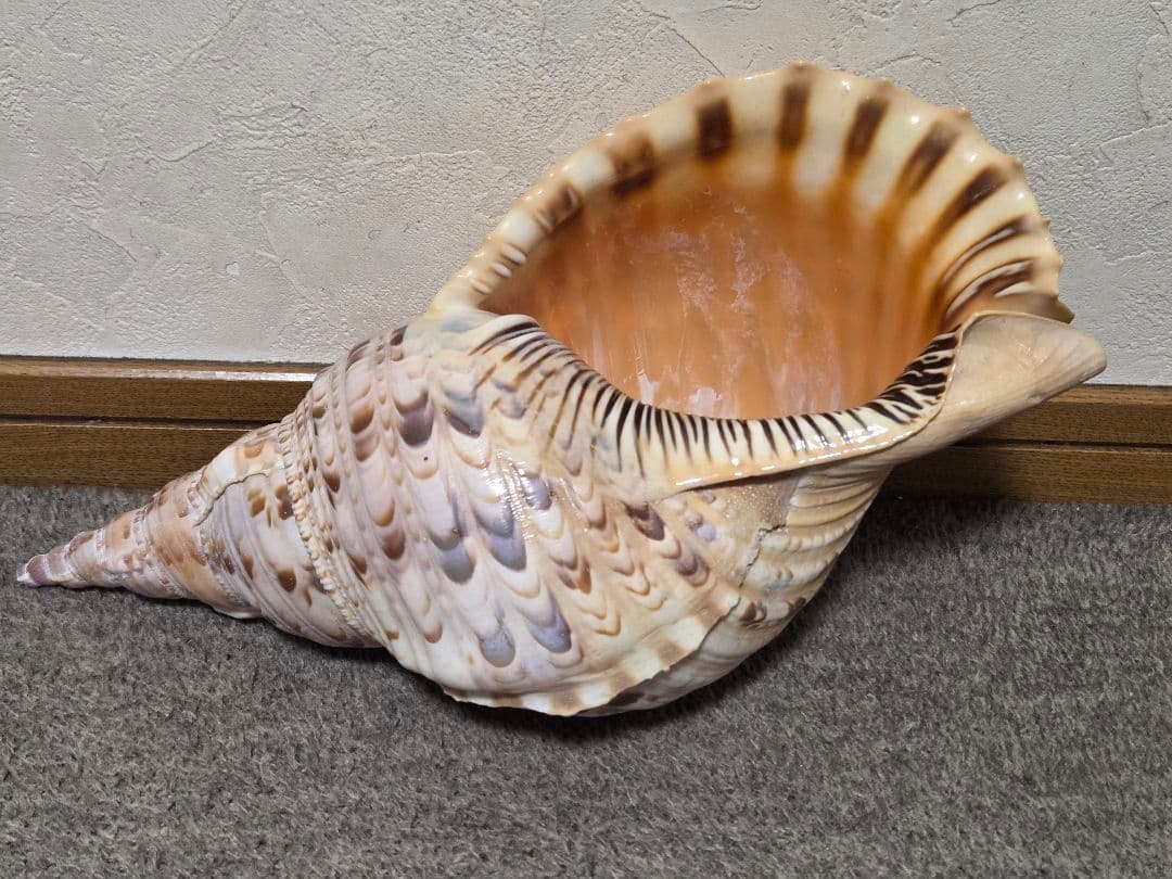 法螺貝＊ほら貝＊ホラ貝　36cm