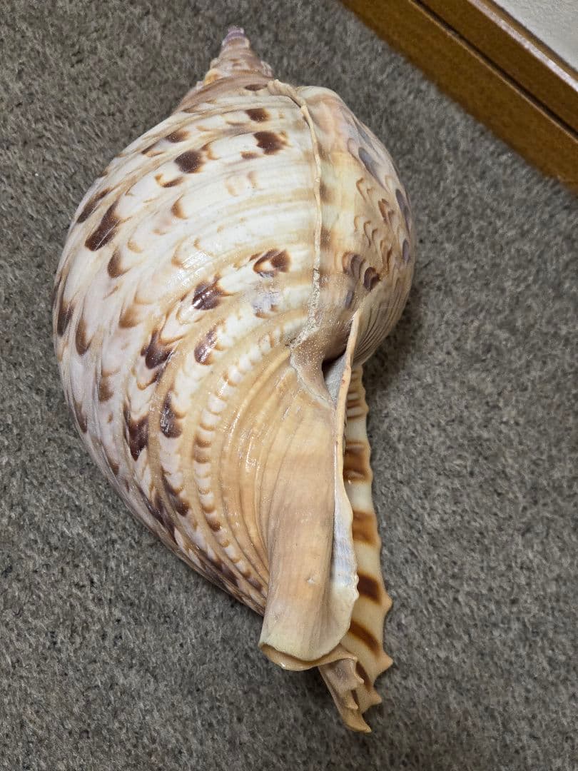 法螺貝＊ほら貝＊ホラ貝　36cm