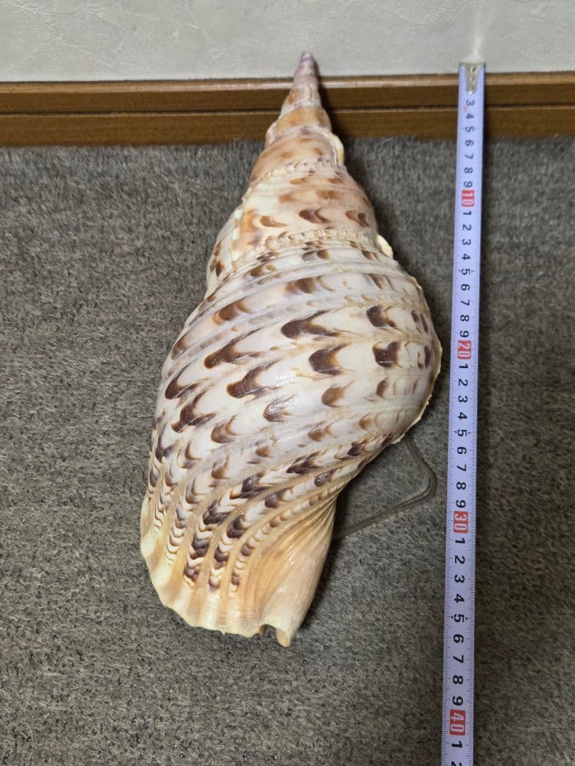 法螺貝＊ほら貝＊ホラ貝　36cm