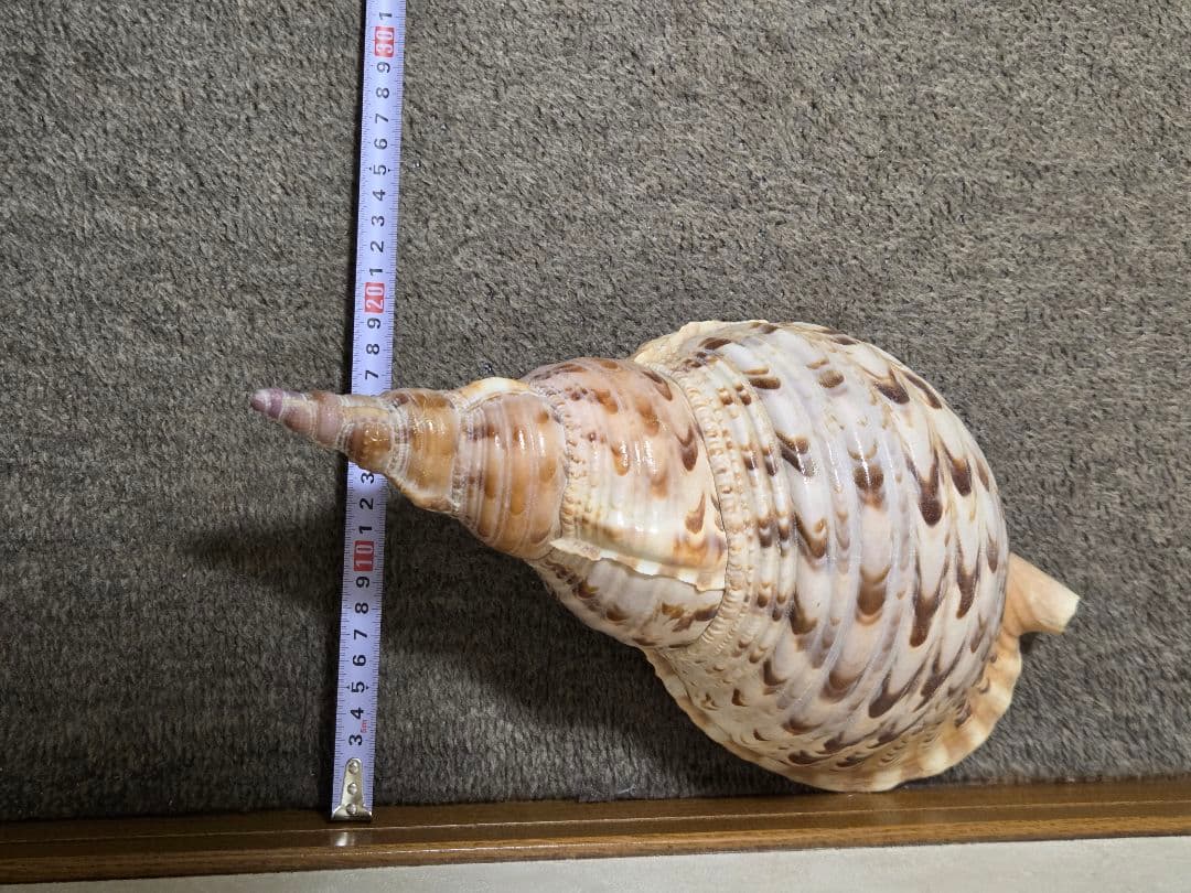 法螺貝＊ほら貝＊ホラ貝　36cm