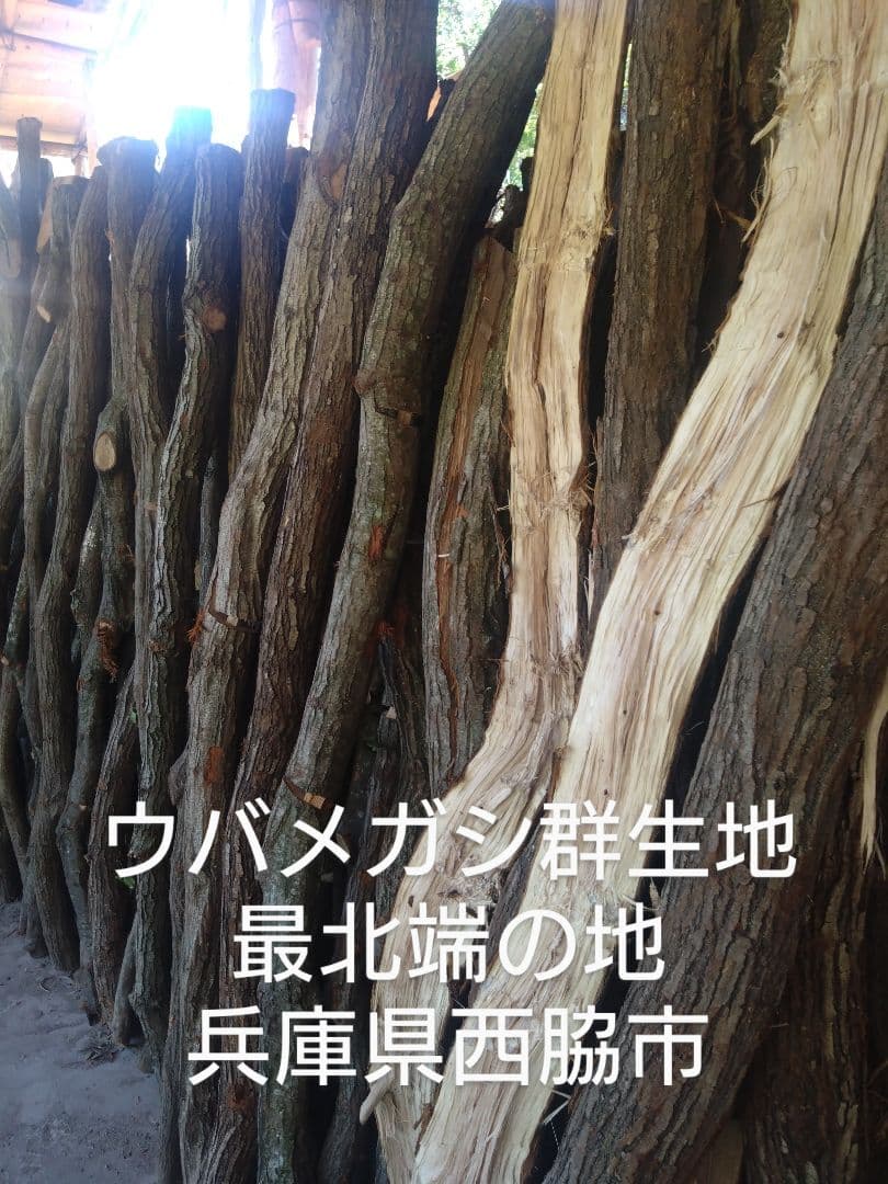 ごまちゃん 荒１５キロ