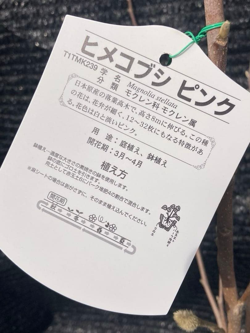 ①*:ஐ矮性種！細長い花びら*:ஐ接木・モクレン・姫コブシ・苗木【ピンク】4号