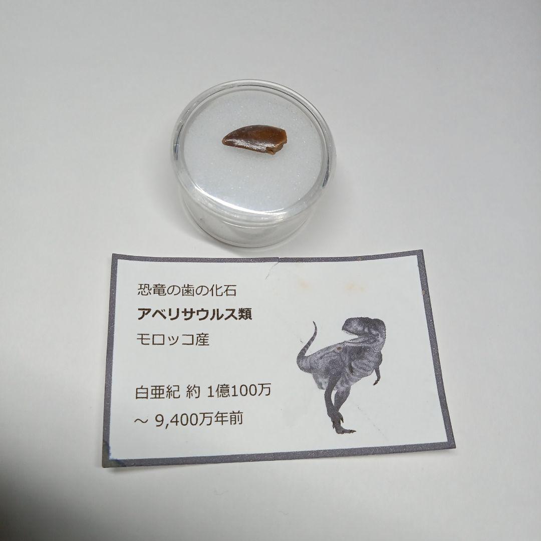 アベリサウルス類歯の化石