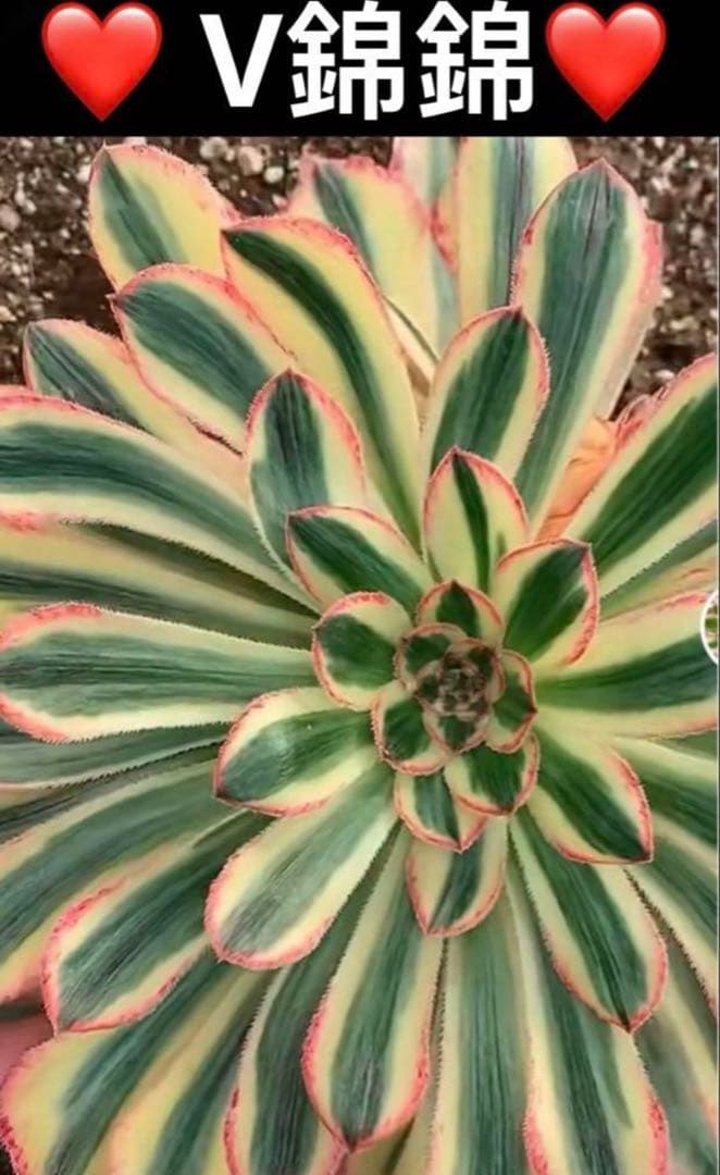 多肉植物❤️アエオニウム錦❤️ V錦錦❤️ カット苗親株