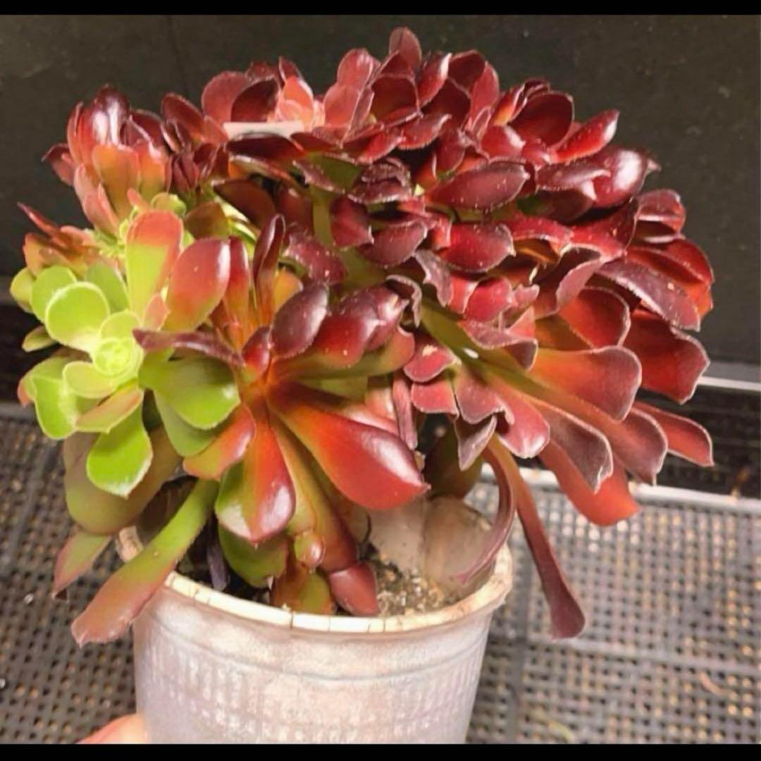 56#多肉植物アエオニウム❤️カシミヤバイオレットセッカ ❤️ 17cm拔き苗