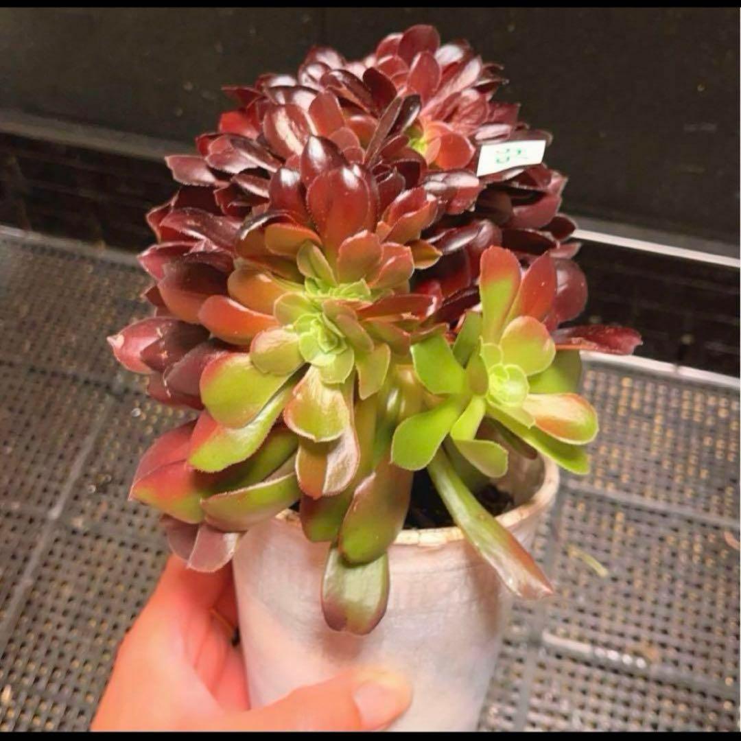 56#多肉植物アエオニウム❤️カシミヤバイオレットセッカ ❤️ 17cm拔き苗