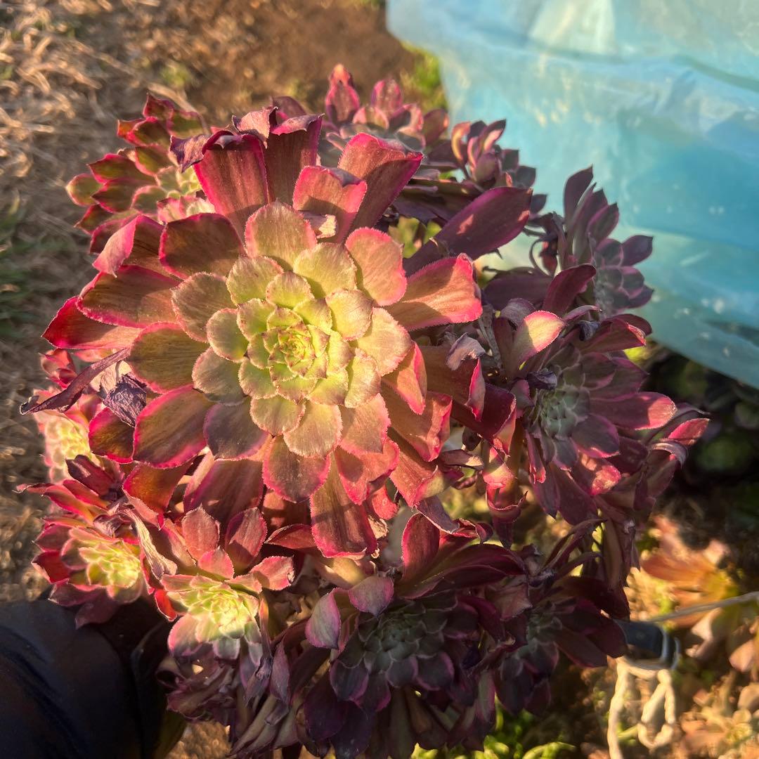 多肉植物。 雪姬法師錦18頭カット苗