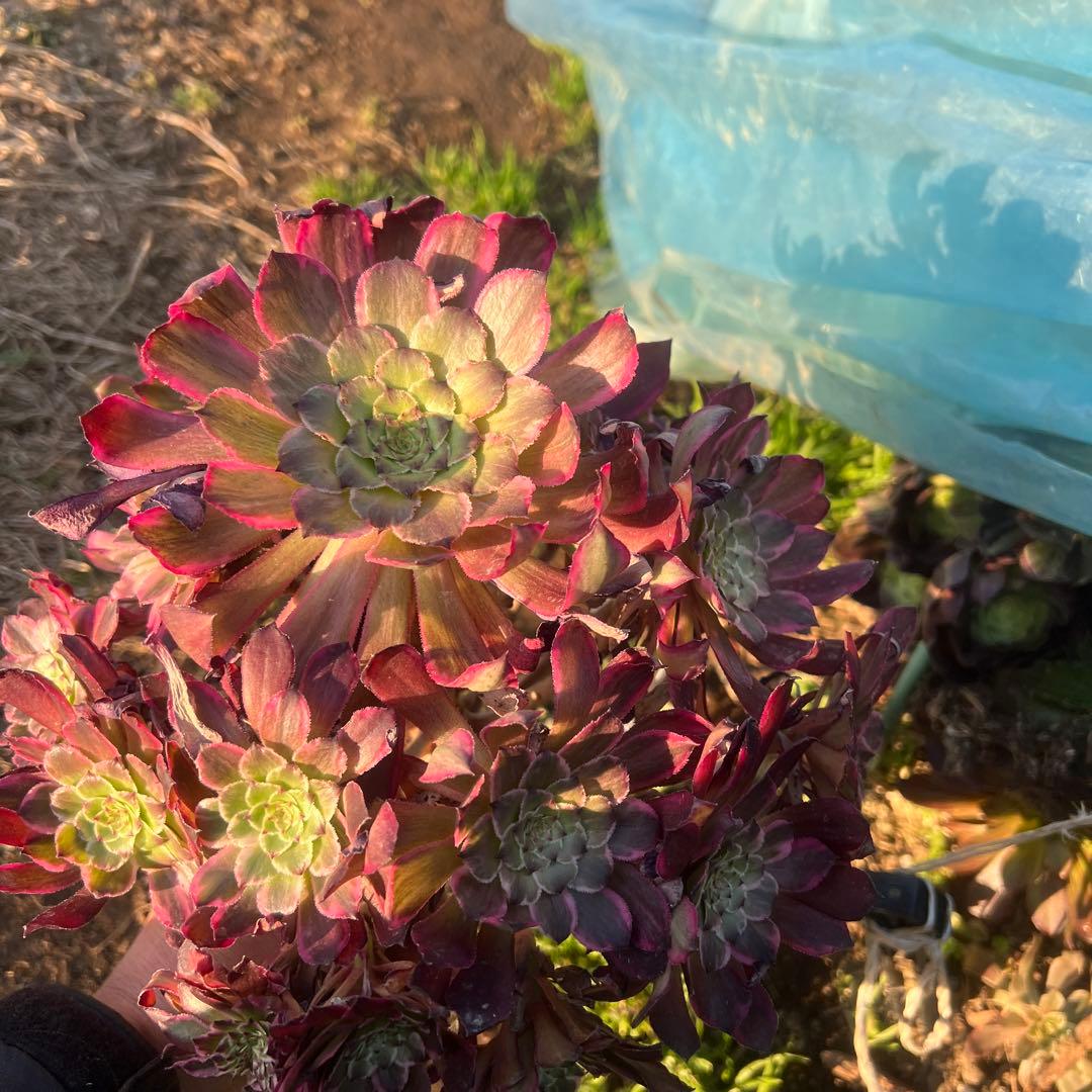 多肉植物。 雪姬法師錦18頭カット苗