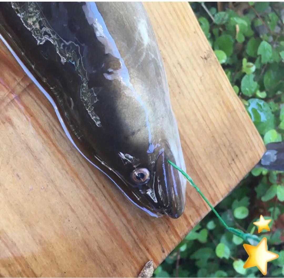 投げ竿　うなぎ釣り　鰻釣り　ウナギ釣り　うなぎ竿　ぶっこみ釣り　ロッド　釣り竿