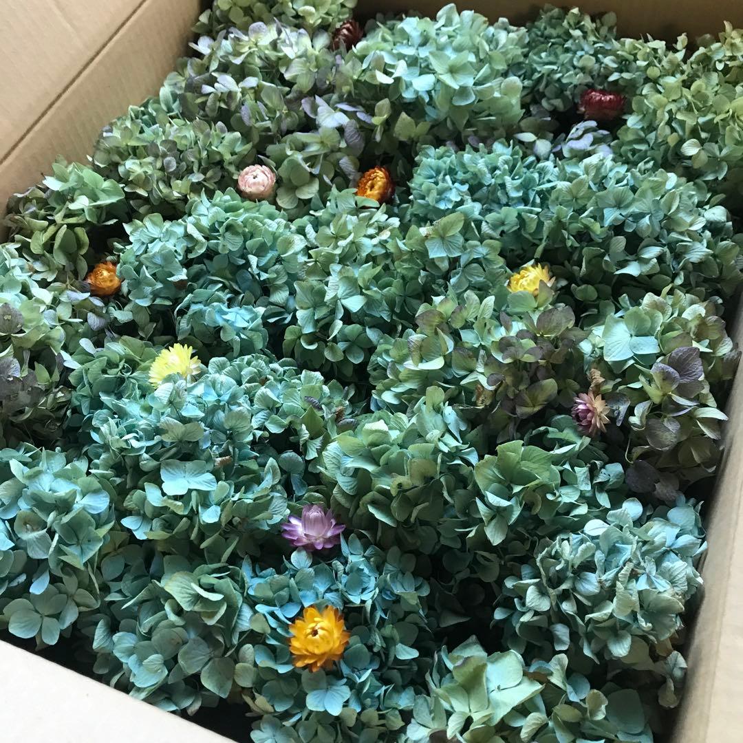 紫陽花ドライフラワー AB品 k10 120サイズ 北海道産