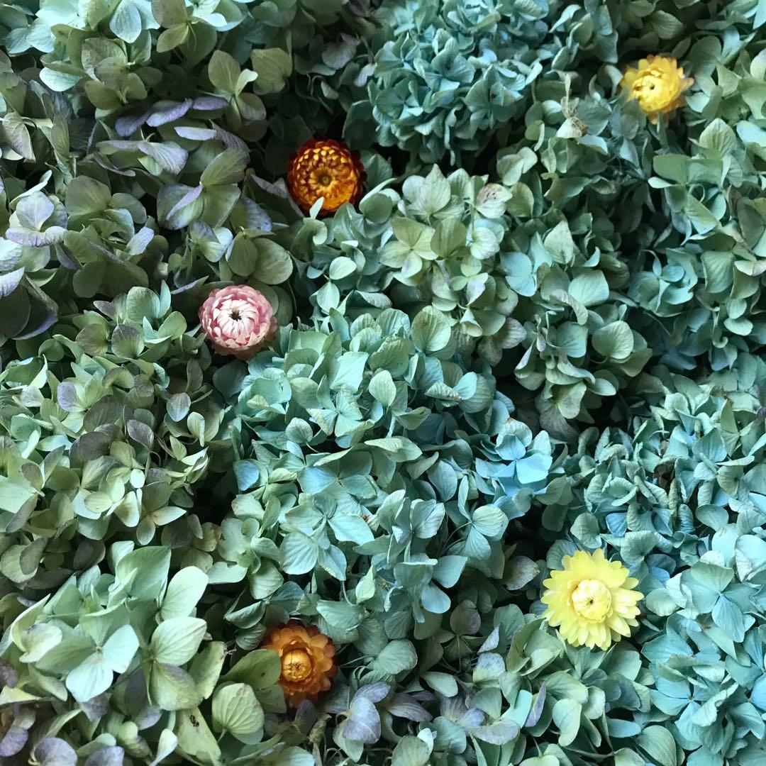 紫陽花ドライフラワー AB品 k10 120サイズ 北海道産