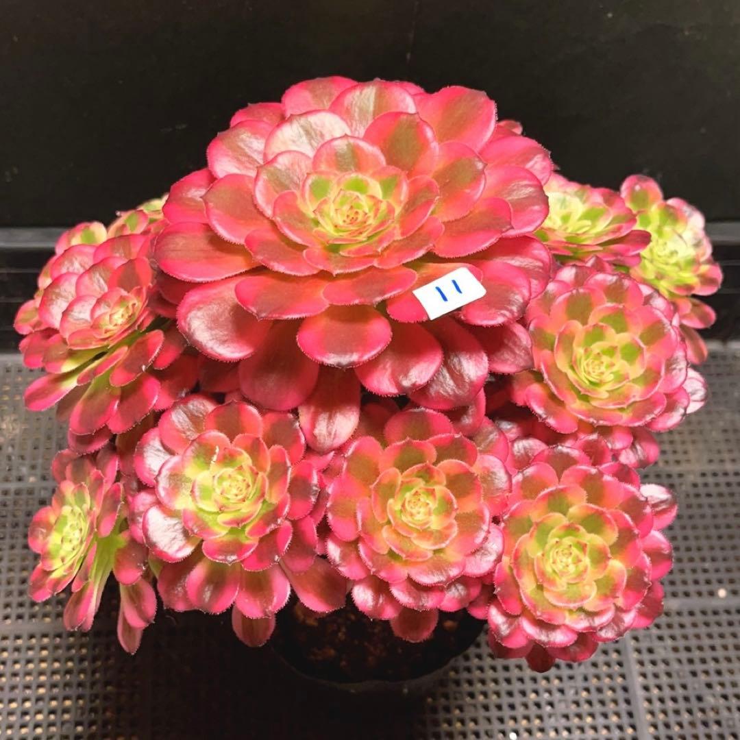 11#多肉植物❤️アエオニウム錦❤️舞天姫❤️14頭27cm拔き苗