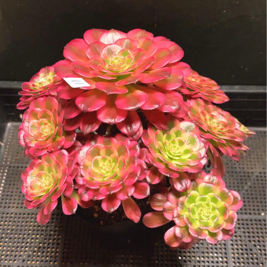 11#多肉植物❤️アエオニウム錦❤️舞天姫❤️14頭27cm拔き苗