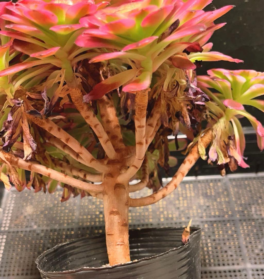 11#多肉植物❤️アエオニウム錦❤️舞天姫❤️14頭27cm拔き苗