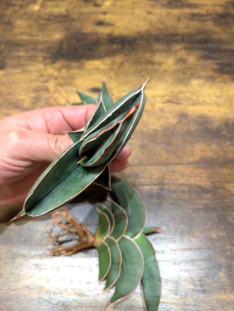 パ*ペ様 ① サンスベリア　ロリダ　3株セット　希少輸入株　極上　ユーフォルビア